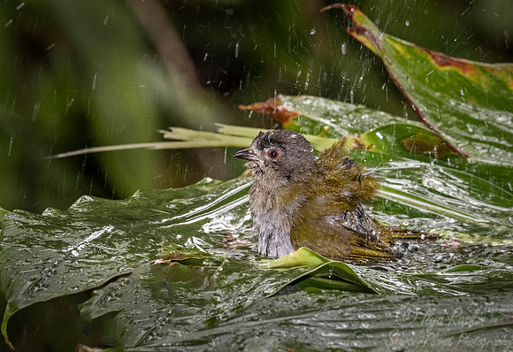 248 Dusky bush tanager (Chlorospingus semifuscus) - Ecuador