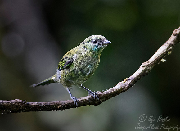 250 Black-capped tanager female (Tangara heinei) - Ecuador