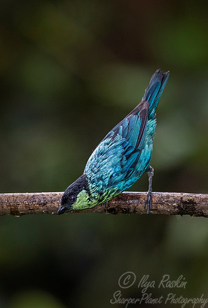 251 Black-capped tanager male (Tangara heinei) - Ecuador