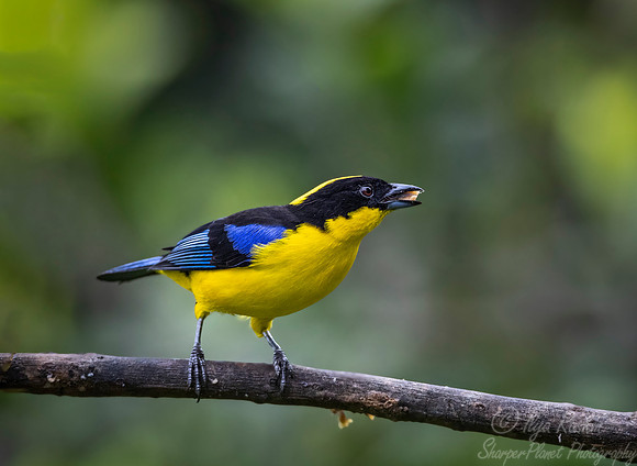 252 Blue-winged mountain tanager (Anisognathus somptuosus) - Ecuador