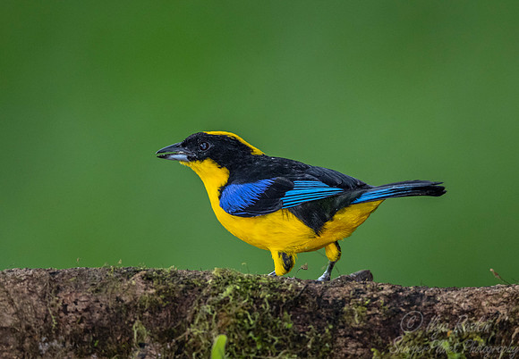 253 Blue-winged mountain tanager (Anisognathus somptuosus) - Ecuador