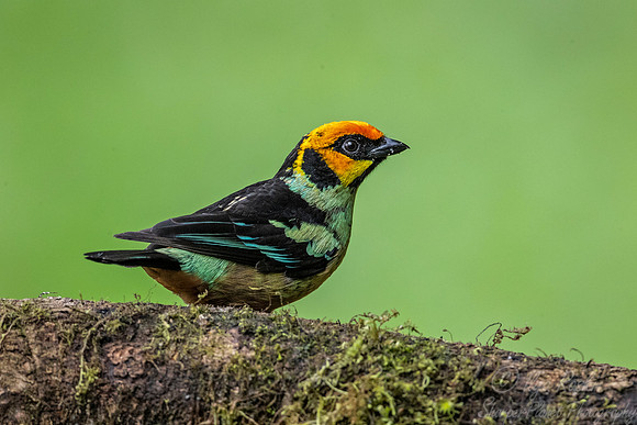 254 Flame-faced tanager (Tangara parzudakii) - Ecuador