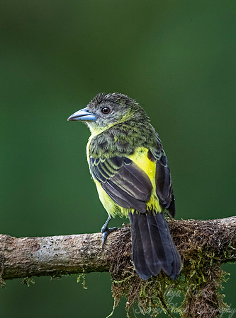 255 Lemon-rumped tanager female (Ramphocelus icteronotus) - Ecuador