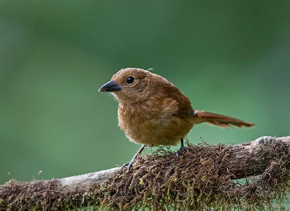 258 White-lined tanager female (Tachyphonus rufus) - Ecuador