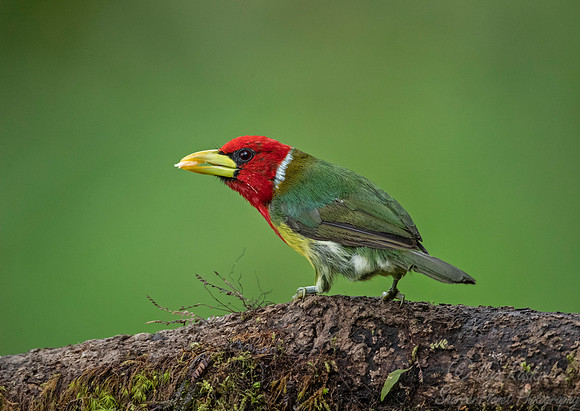 259 Red-headed barbet male (Eubucco bourcierii) - Ecuador