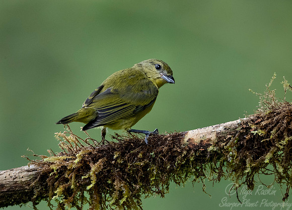 264 Thick-billed euphonia female (Euphonia laniirostris) - Ecuador