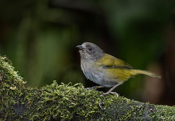 267 Dusky bush tanager (Chlorospingus semifuscus) - Ecuador