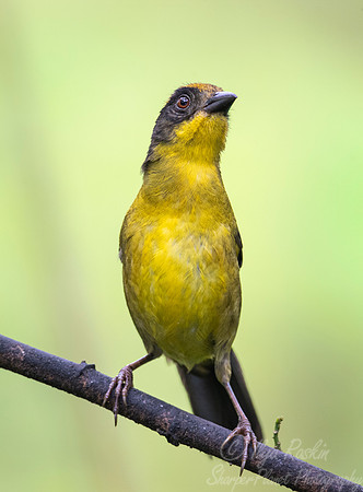 268 Choco brush-finch (Atlapetes crassus) - Ecuador