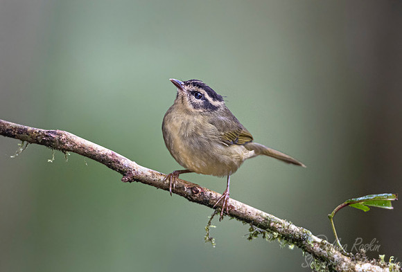 270 Three-striped warbler (Basileuterus tristriatus) - Ecuador