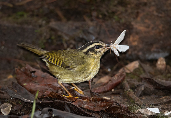 271 Three-striped warbler (Basileuterus tristriatus) - Ecuador