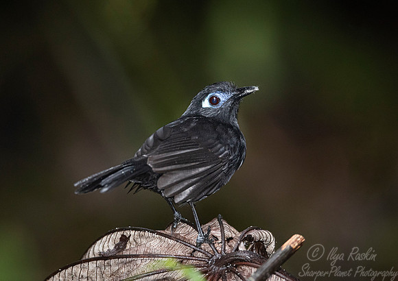 272 Immaculate antbird (Myrmeciza immaculata) - Ecuador