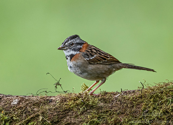 274 Rufous-collared sparrow or Andean sparrow (Zonotrichia capensis) - Ecuador