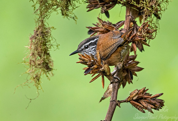 275 Grey-breasted wood wren (Henicorhina leucophrys) - Ecuador