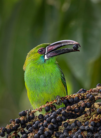276 Crimson-rumped toucanet (Aulacorhynchus haematopygus) - Ecuador