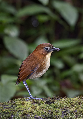 278 Yellow-breasted antpitta (Grallaria flavotincta) - Ecuador
