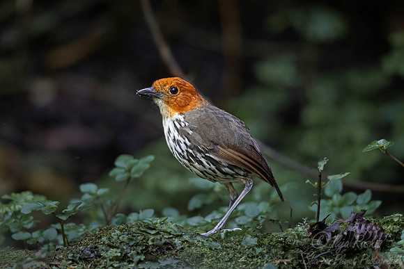 280 Chestnut-crowned antpitta (Grallaria ruficapilla) - Ecuador