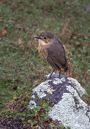 281 Tawny antpitta (Grallaria quitensis) - Ecuador