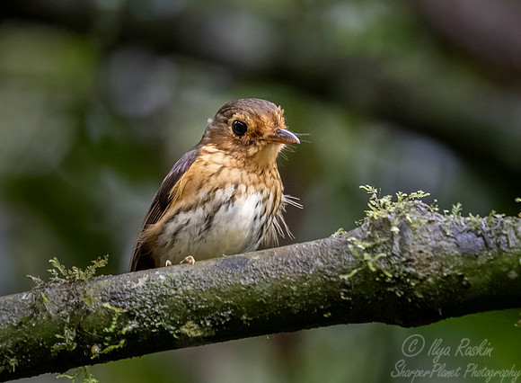 282 Ochre-breasted antpitta (Grallaricula flavirostris) - Ecuador