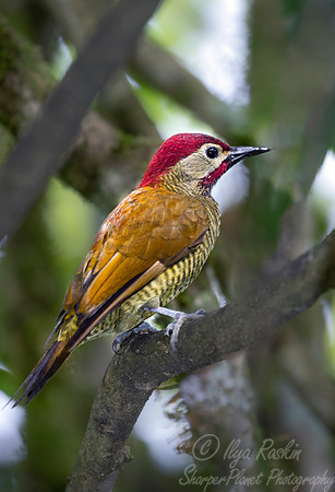 283 Golden-olive woodpecker (Colaptes rubiginosus) - Ecuador