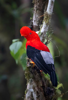 2019 Ecuador - Other Birds