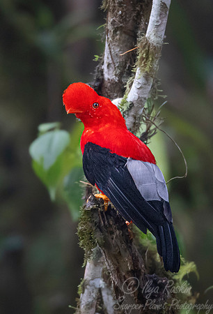 284 Andean cock-of-the-rock (Rupicola peruvianus) - Ecuador