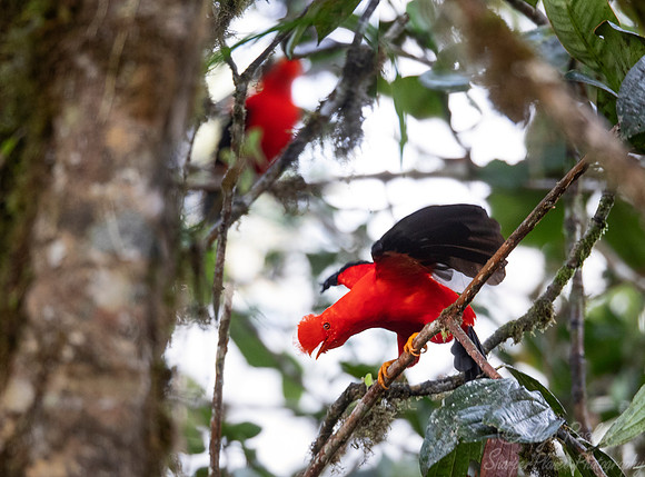 287 Andean cocks-of-the-rock (Rupicola peruvianus) - Ecuador