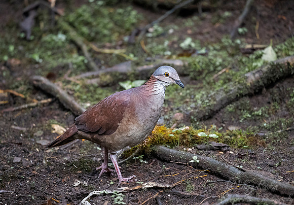 289 White-throated quail-dove (Zentrygon frenata) - Ecuador