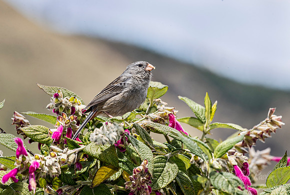 291 Plain-colored seedeater (Catamenia inornata) - Ecuador