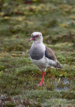 1298 Andean lapwing (Vanellus resplendens) - Ecuador