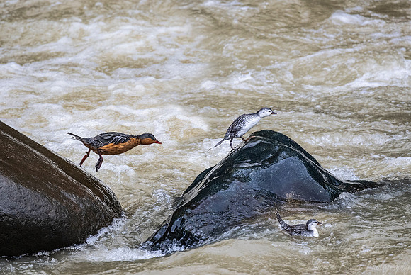 1275 Torrent ducks male with young (Merganetta armata) - Ecuador