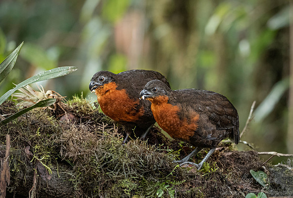 1278 Dark-backed wood quails (Odontophorus melanonotus) - Ecuador