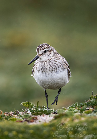 1299 Baird's sandpiper (Calidris bairdii) - Ecuador