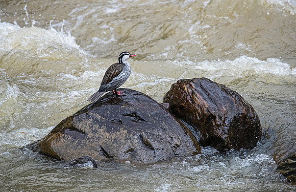 1276 Torrent duck female (Merganetta armata) - Ecuador