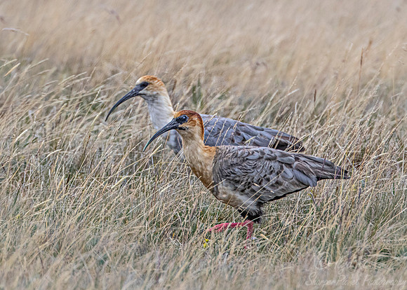 1303 Black-faced ibises (Theristicus melanopis) - Ecuador