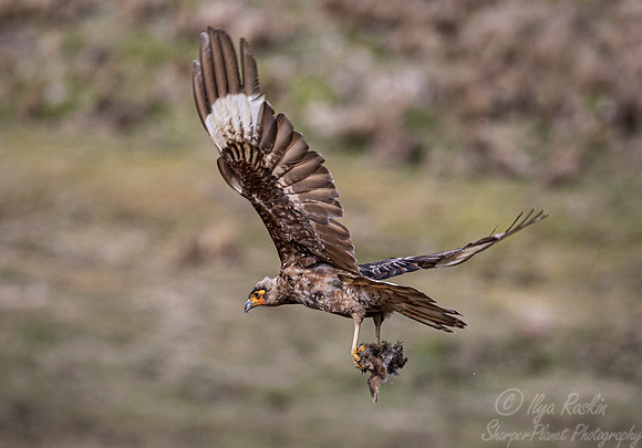 1322 Carunculated caracara (Phalcoboenus carunculatus) - Ecuador