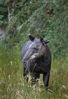 2019 Ecuador - Other Animals