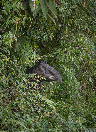 142 Mountain tapir or Woolly tapir (Tapirus pinchaque) - Ecuador