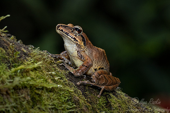143 Frog  (unknown) - Ecuador