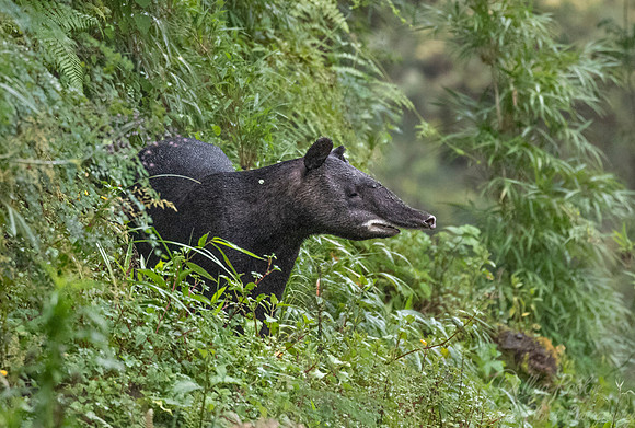 141 Mountain tapir or Woolly tapir (Tapirus pinchaque) - Ecuador