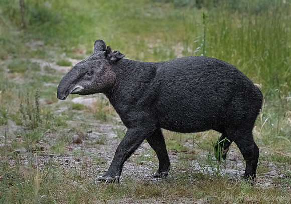 143 Mountain tapir or Woolly tapir (Tapirus pinchaque) - Ecuador