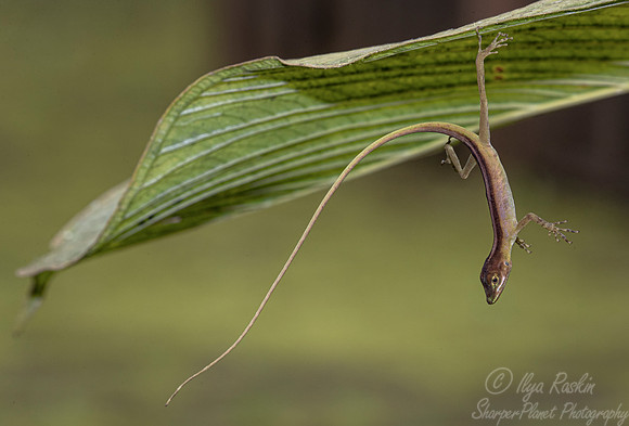 144 Slender anole  (Anolis soinii) Ecuador