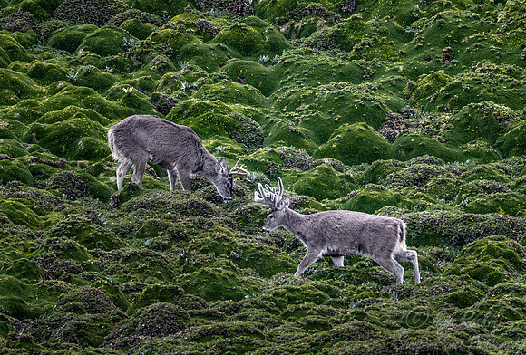 218 White-tailed deers (Odocoileus virginianus)- Ecuador