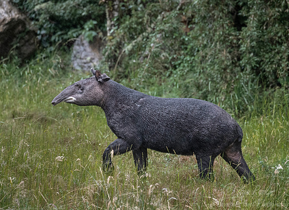 139 Mountain tapir or Woolly tapir (Tapirus pinchaque) - Ecuador