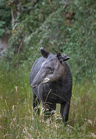 140 Mountain tapir or Woolly tapir (Tapirus pinchaque) - Ecuador