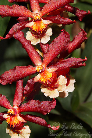 069 Orchids - NY Botanic Garden