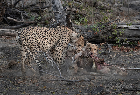 188 Cheetahs (Acinonyx jubatus) - Moremi region - Botswana