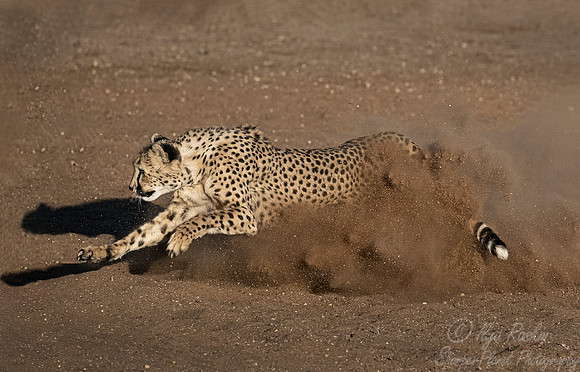184 Cheetah (Acinonyx jubatus) - Namibia