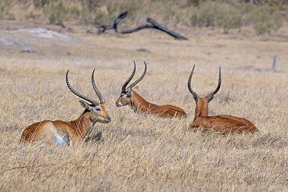 307 Red lechwes (Kobus leche) - Moremi region Botswana