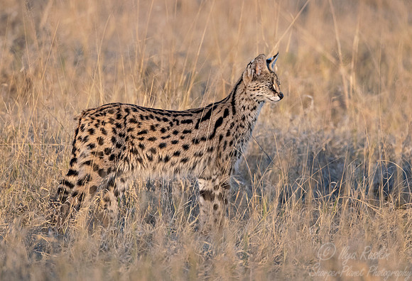 173 Serval (Leptailurus serval) - Moremi region Botswana