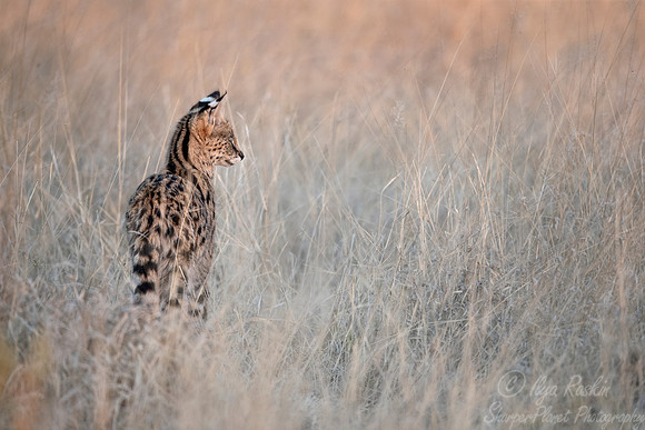 175 Serval (Leptailurus serval) - Moremi region Botswana